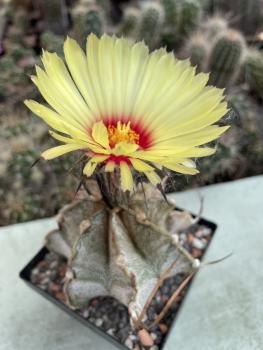 Astrophytum capricorne